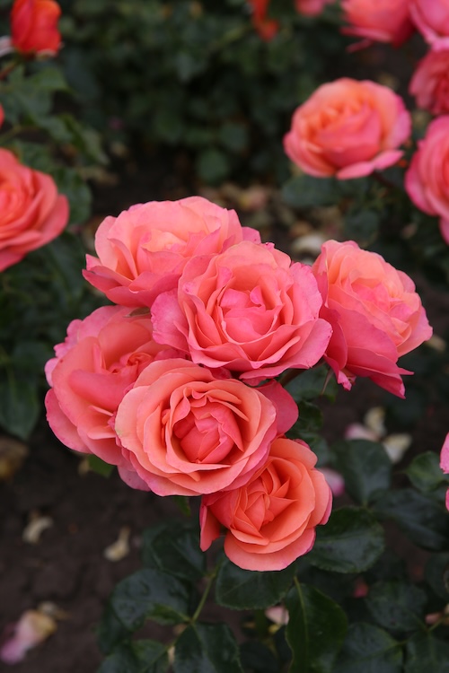Coral Lions Rose // Kordes