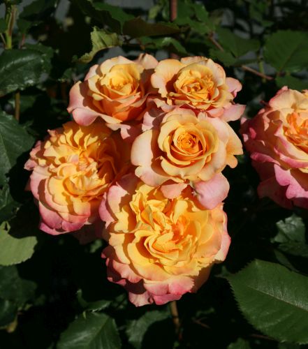 La Villa Cotta    (MÃ¤rchenrose) // Kordes