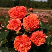 Orangerie          (MÃ¤rchenrose) // Kordes