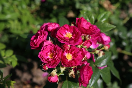 Purple Siluetta // Kordes