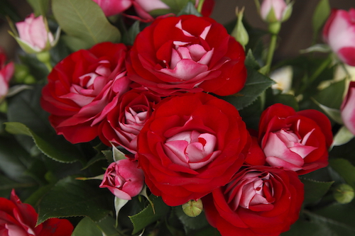 Rose der Einheit // Kordes