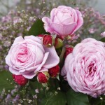 RosengrÃ¤fin Marie Henriette // Kordes